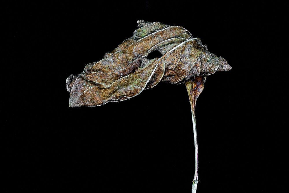 Das geheime Sterben der Pflanzen. | The secret death of plants. |