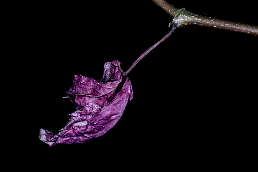 Das geheime Sterben der Pflanzen. | The secret death of plants. |