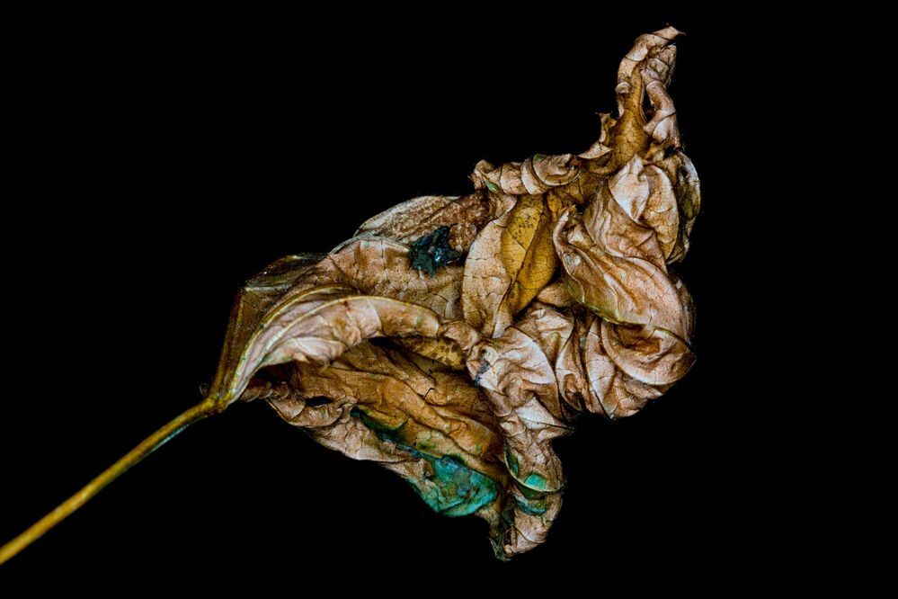 Das geheime Sterben der Pflanzen. | The secret death of plants. |