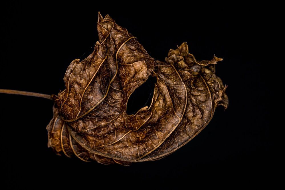 Das geheime Sterben der Pflanzen. | The secret death of plants. |