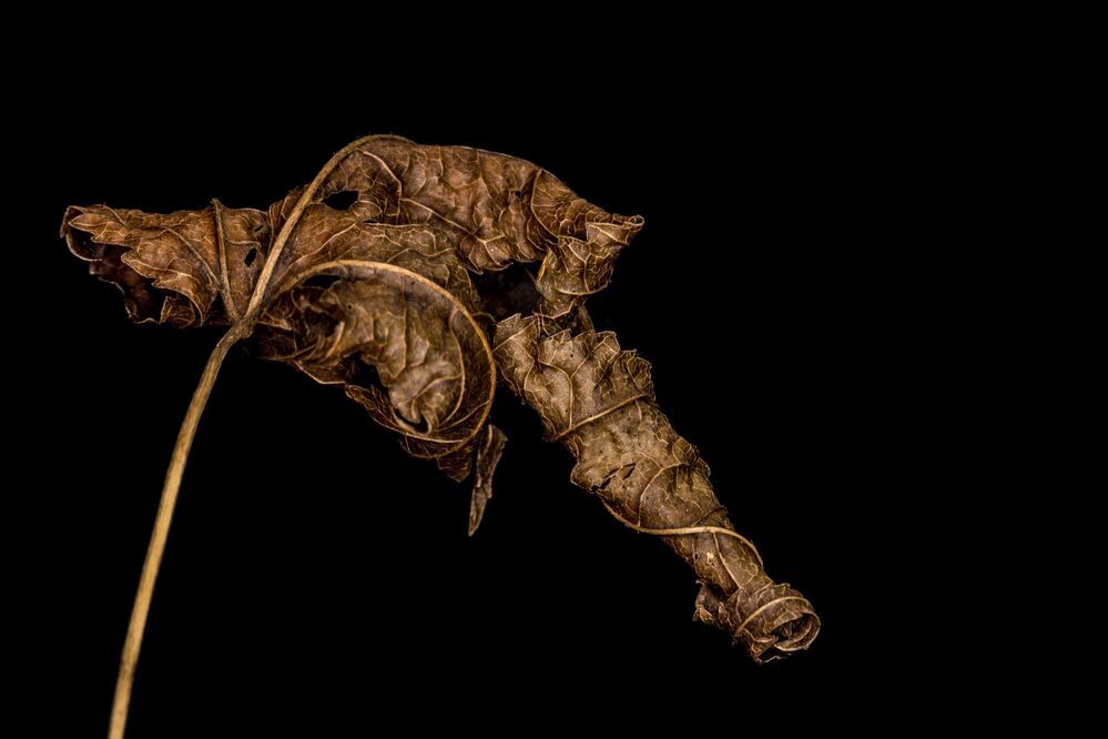 Das geheime Sterben der Pflanzen. | The secret death of plants. |