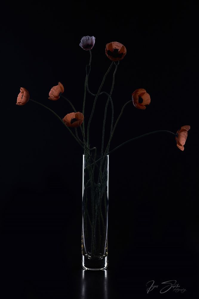 Poppies art