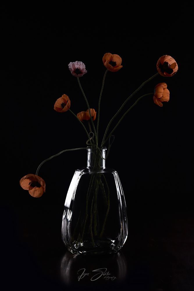 Poppies art