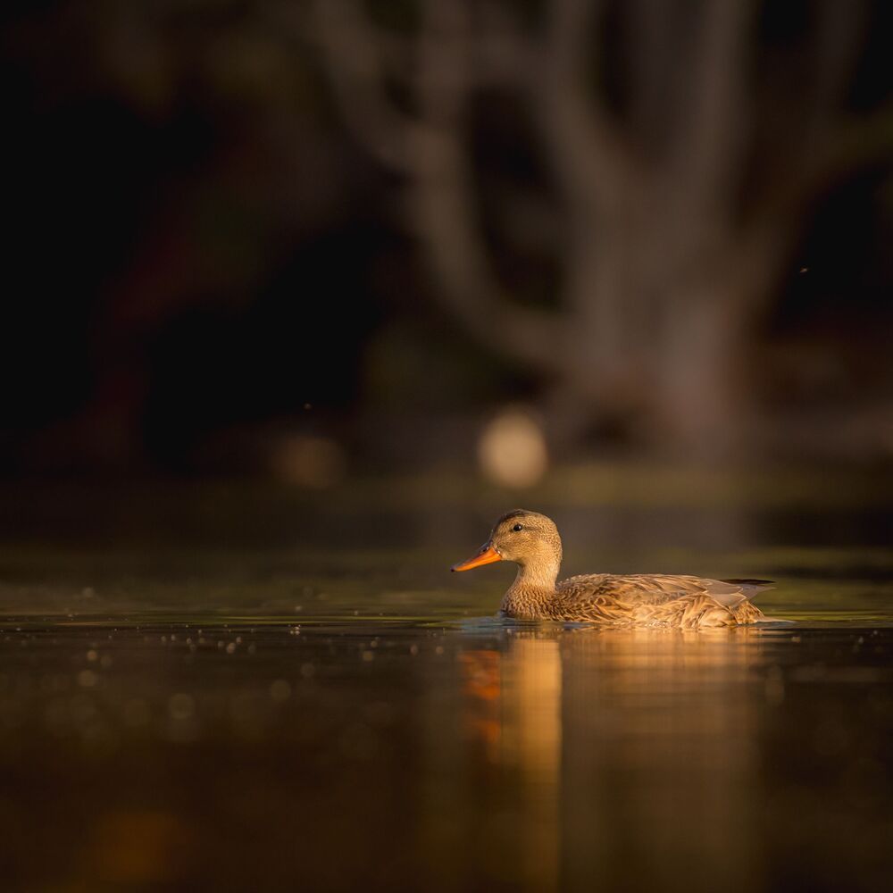 Mallard in dark tones