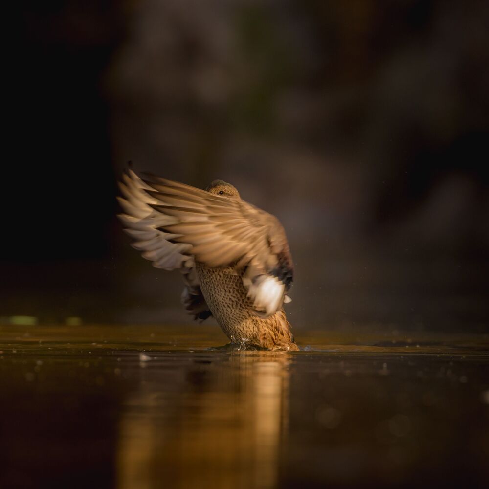 Mallard in dark tones