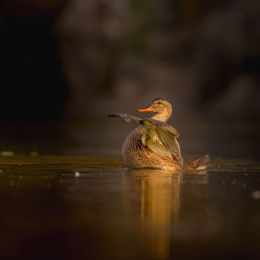 Mallard in dark tones