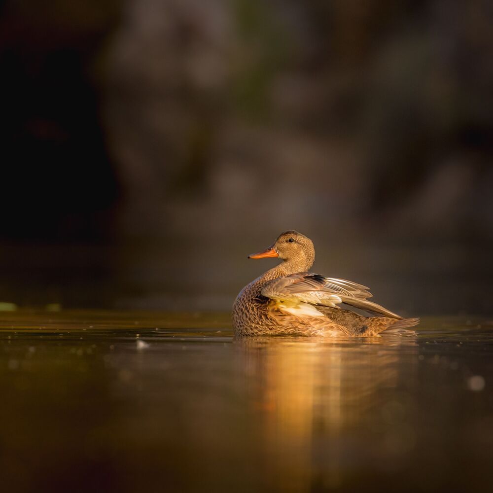 Mallard in dark tones
