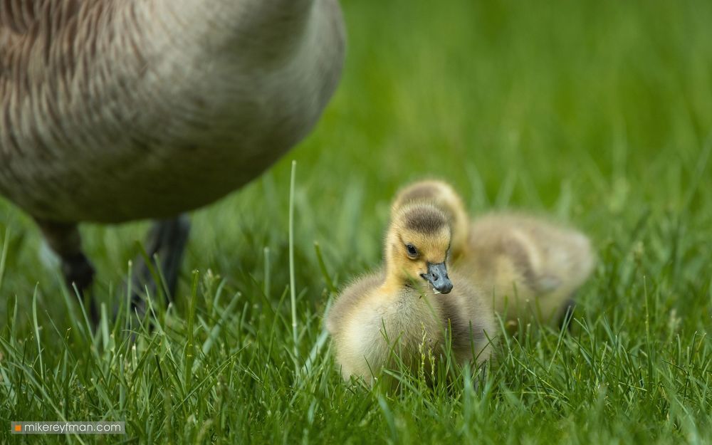 Мама Рядом