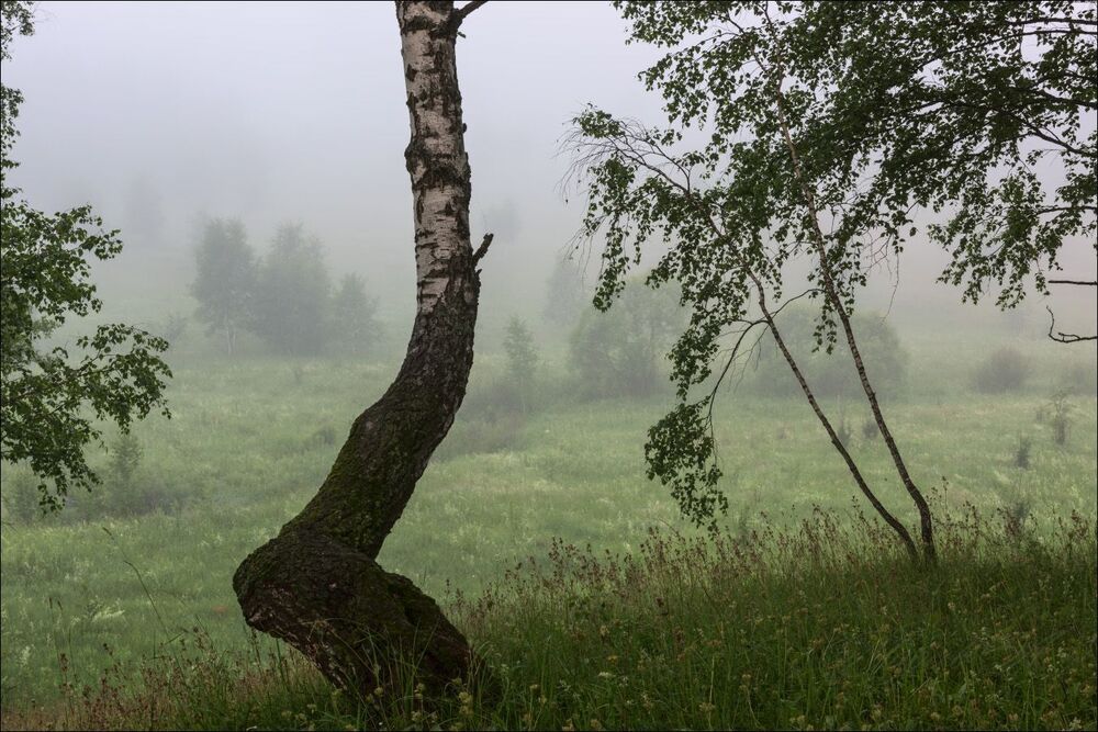 Упрямая берёза в тумане