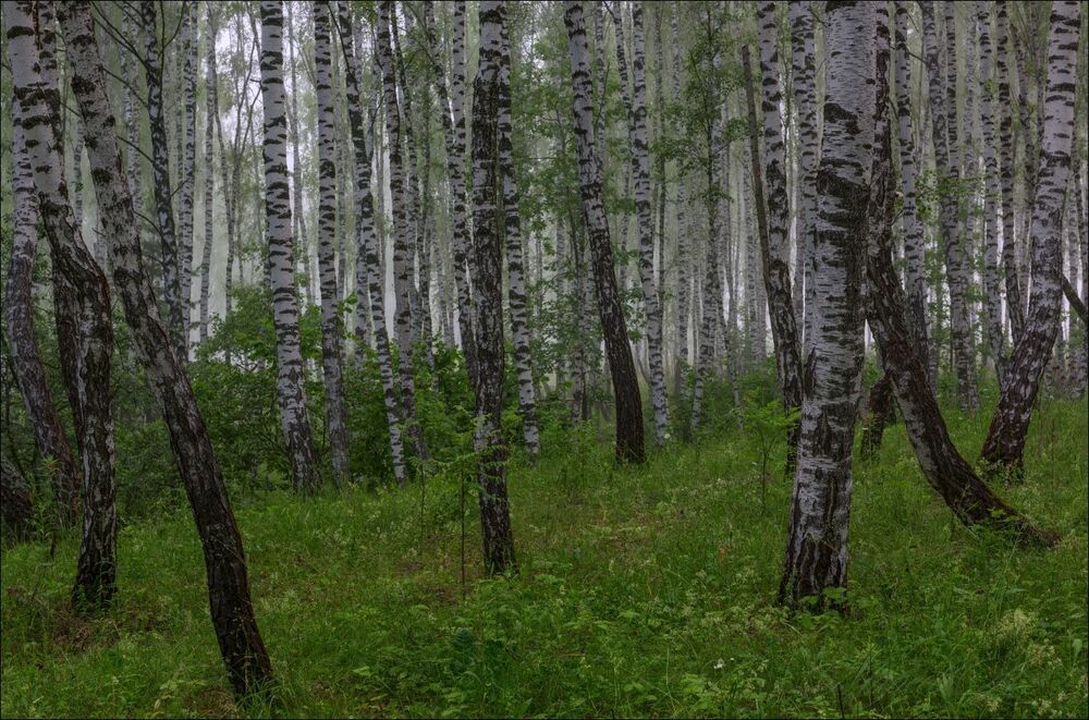 Утро. Земляничная пора.