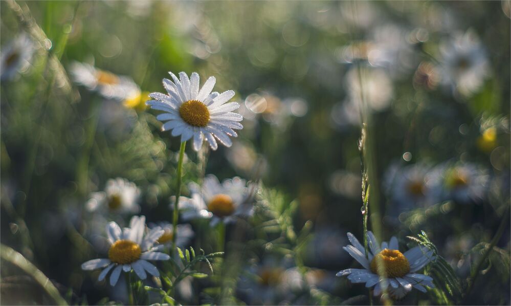 about daisies...