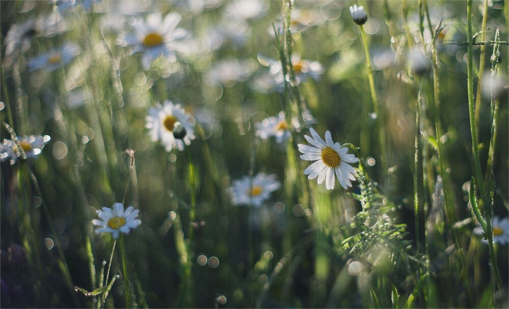 about daisies...