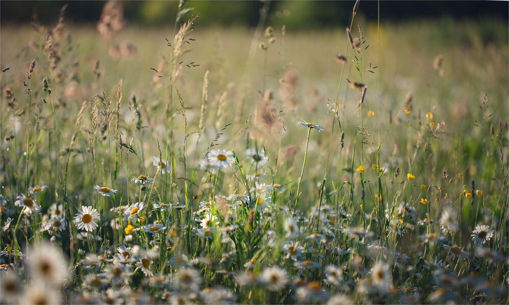 about daisies...