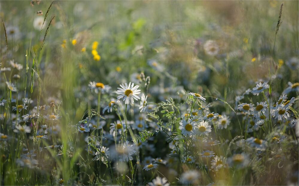 about daisies...