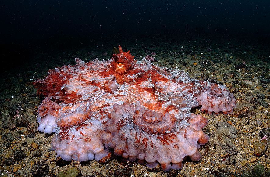 Japan Sea. Rudnaya Bay. Giant Pacific Octopus