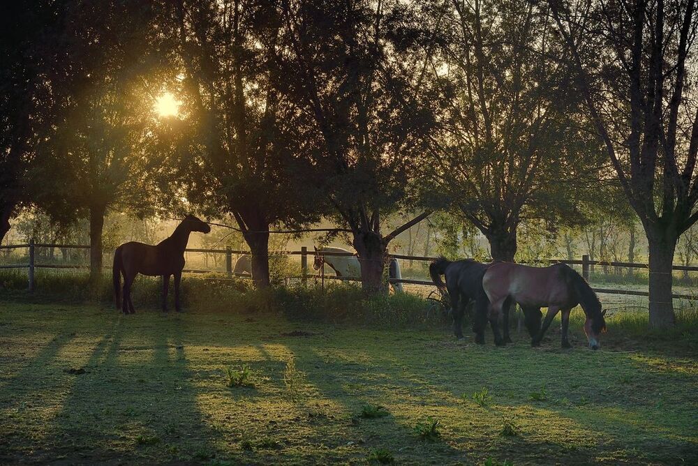 The mysterious morning.