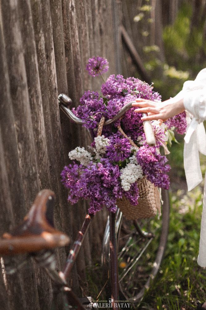 The Violet Love