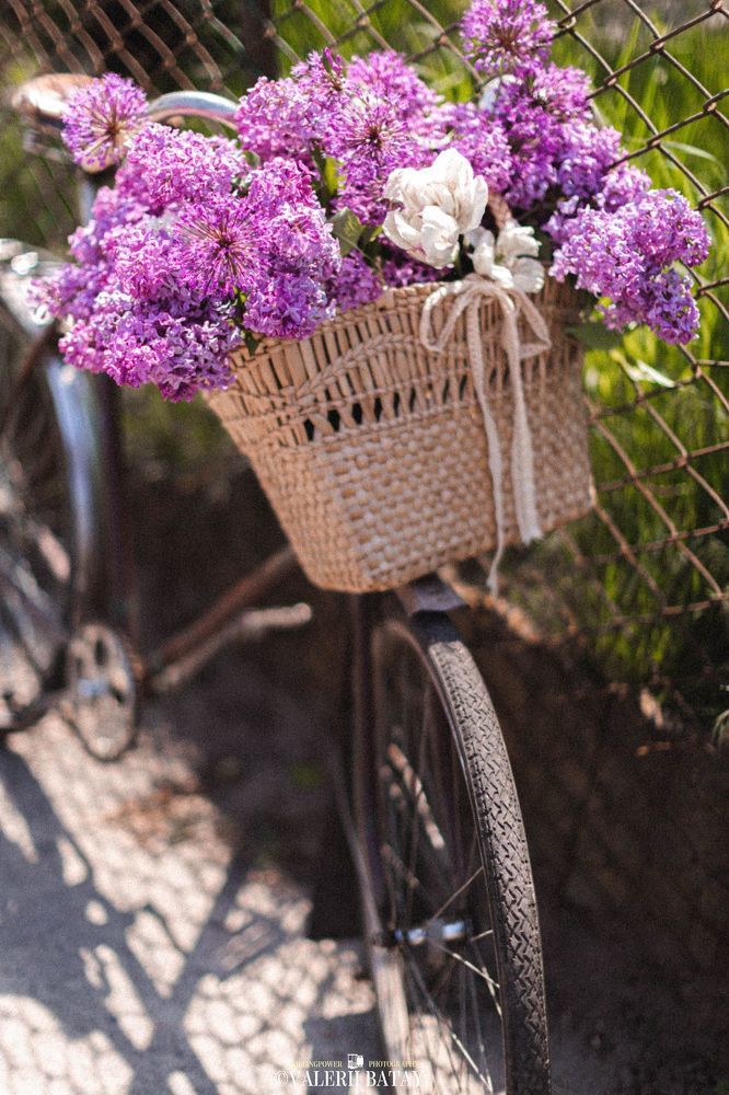 The Violet Love