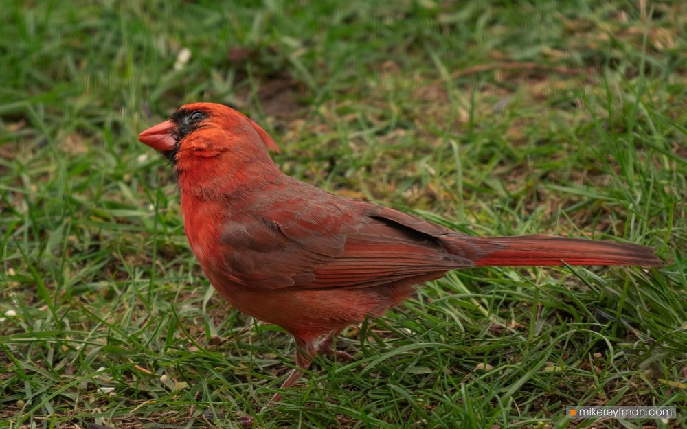 Northern Cardinal (Red Robin) / Красный (Виргинский) Кардинал