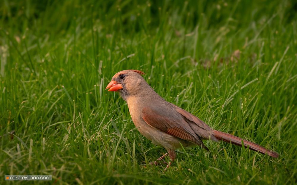 Northern Cardinal (Red Robin) / Красный (Виргинский) Кардинал