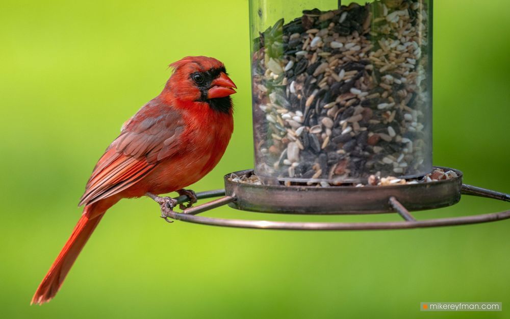 Northern Cardinal (Red Robin) / Красный (Виргинский) Кардинал