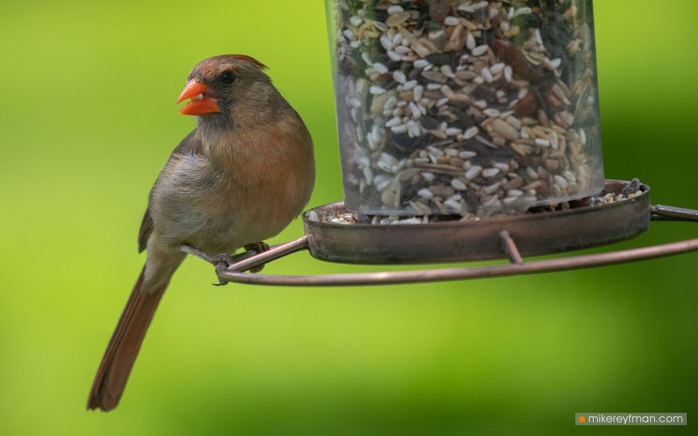 Northern Cardinal (Red Robin) / Красный (Виргинский) Кардинал