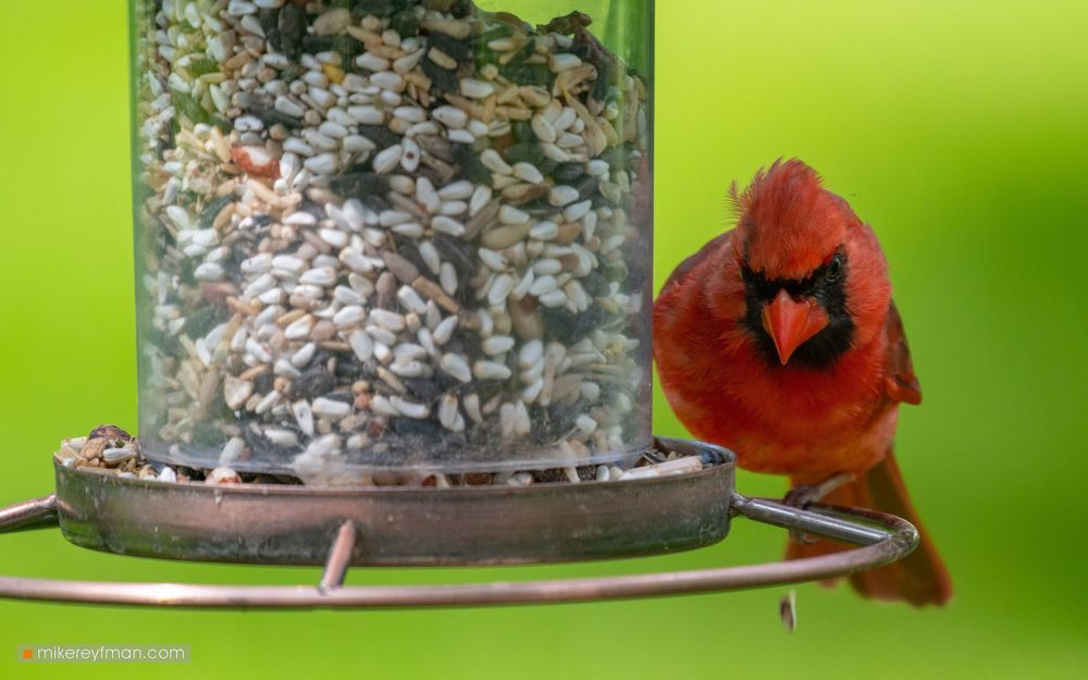 Northern Cardinal (Red Robin) / Красный (Виргинский) Кардинал