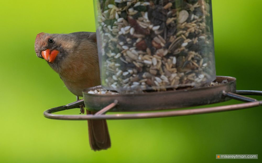 Northern Cardinal (Red Robin) / Красный (Виргинский) Кардинал