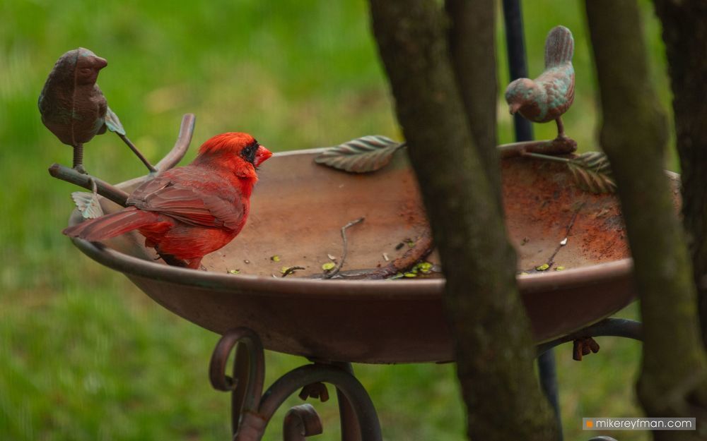 Northern Cardinal (Red Robin) / Красный (Виргинский) Кардинал