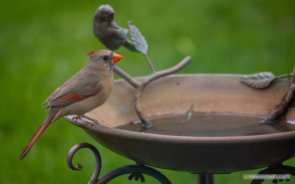 Northern Cardinal (Red Robin) / Красный (Виргинский) Кардинал