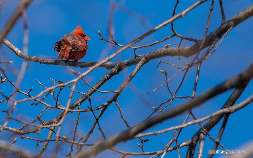 Northern Cardinal (Red Robin) / Красный (Виргинский) Кардинал