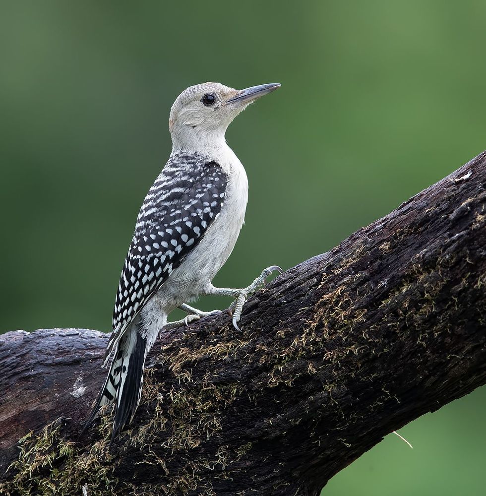 Каролинский меланерпес. Juvenile -Red-bellied Woodpecker