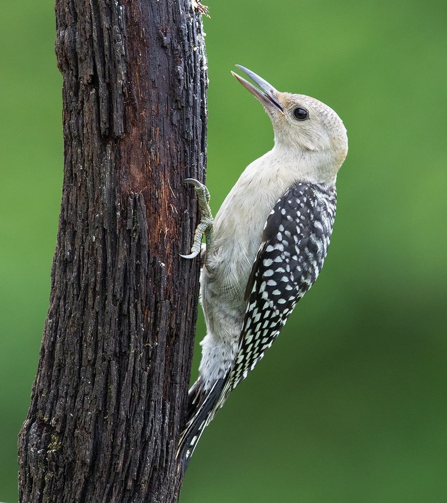 Каролинский меланерпес. Juvenile -Red-bellied Woodpecker