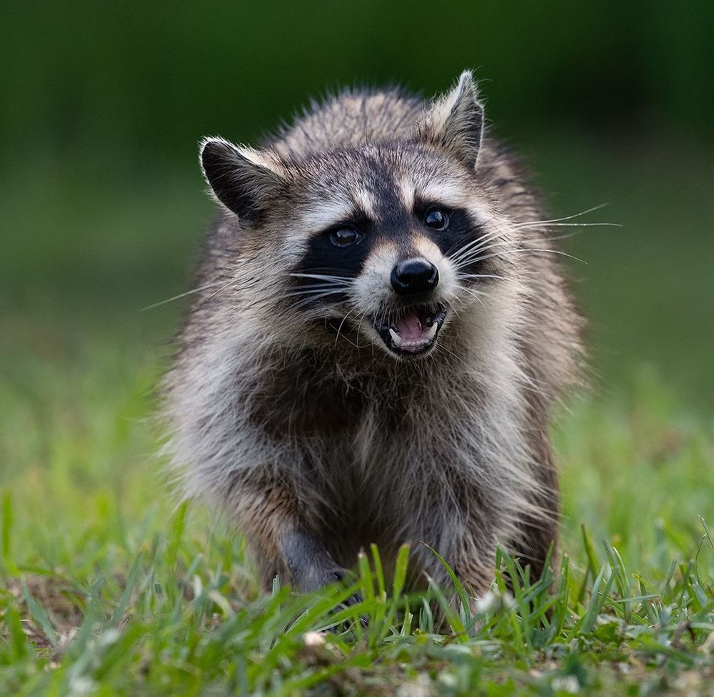 Енот-полоскун  - Raccoon