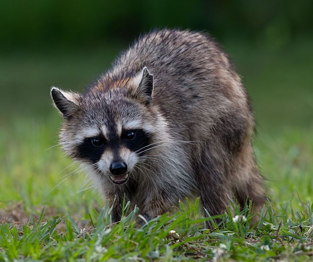 Енот-полоскун  - Raccoon
