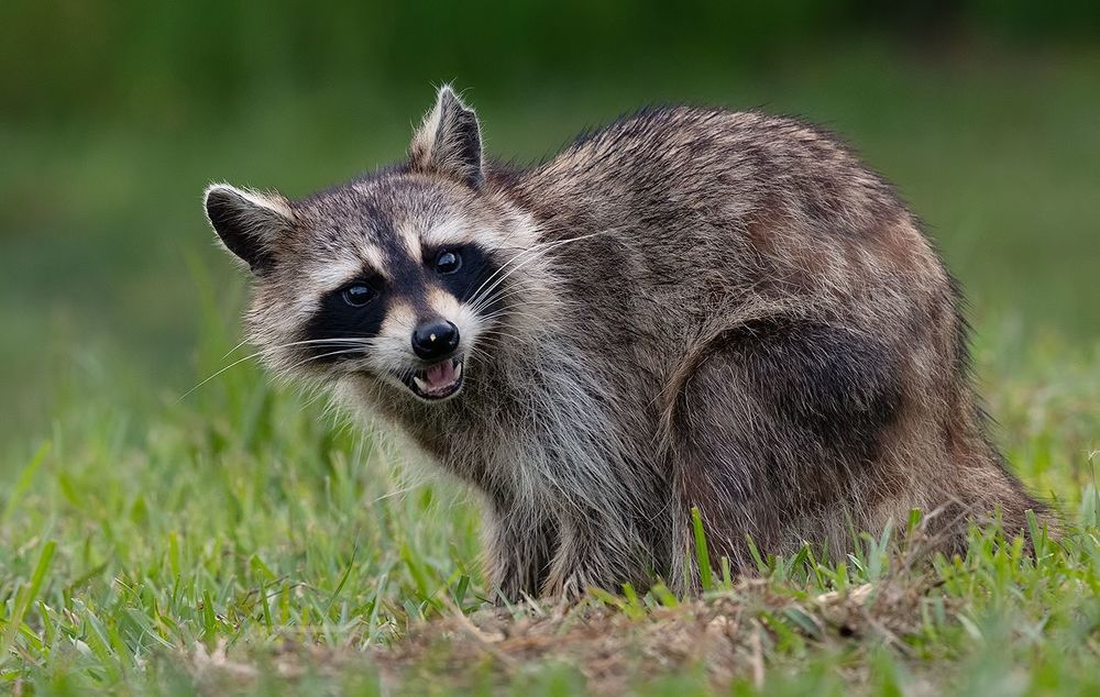 Енот-полоскун  - Raccoon
