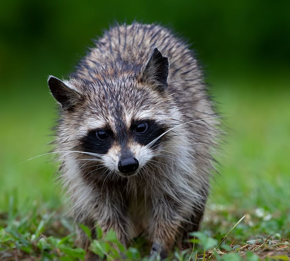 Енот-полоскун  - Raccoon
