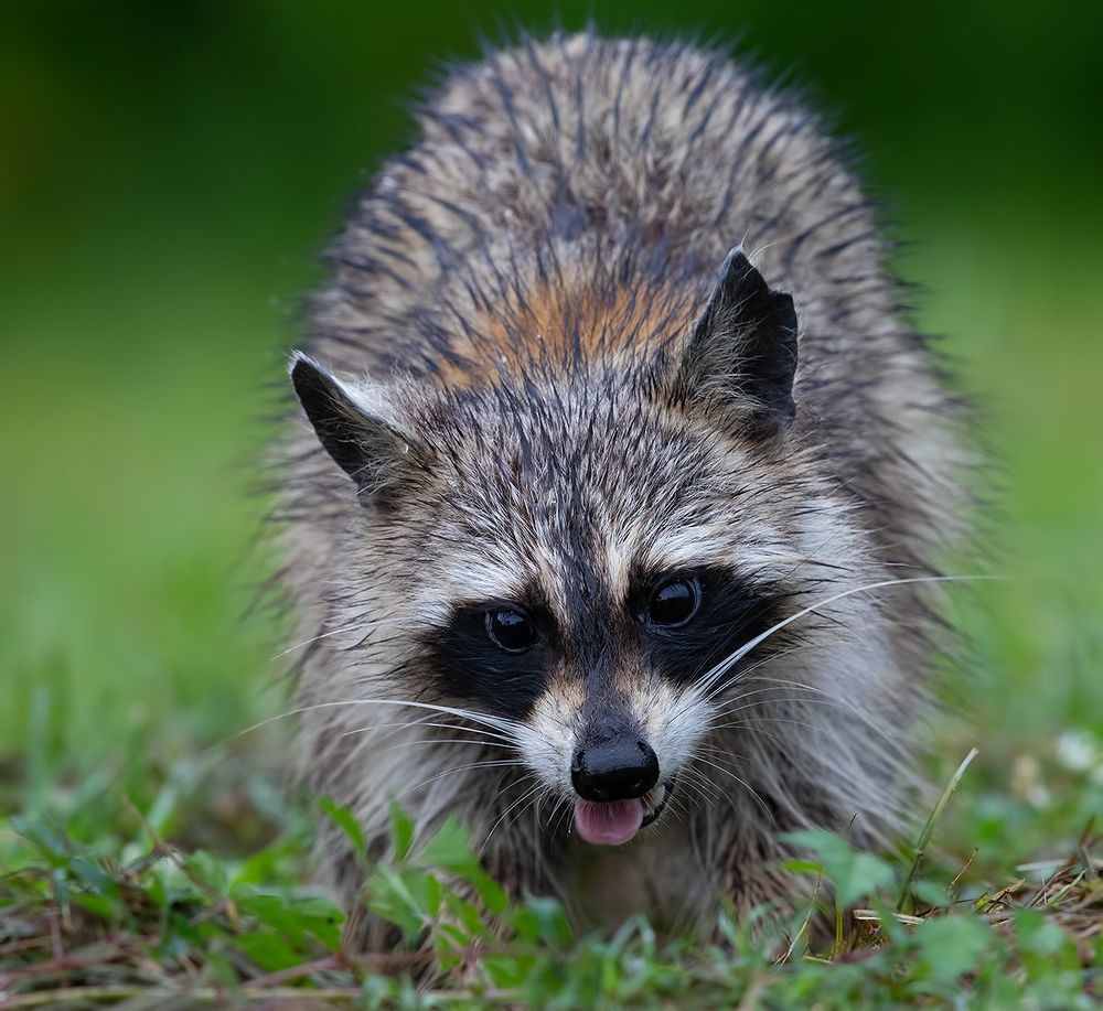 Енот-полоскун  - Raccoon