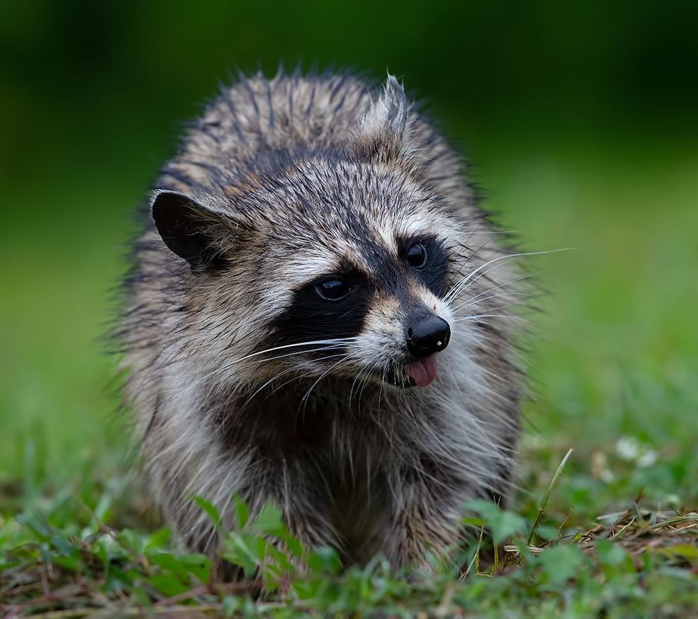 Енот-полоскун  - Raccoon