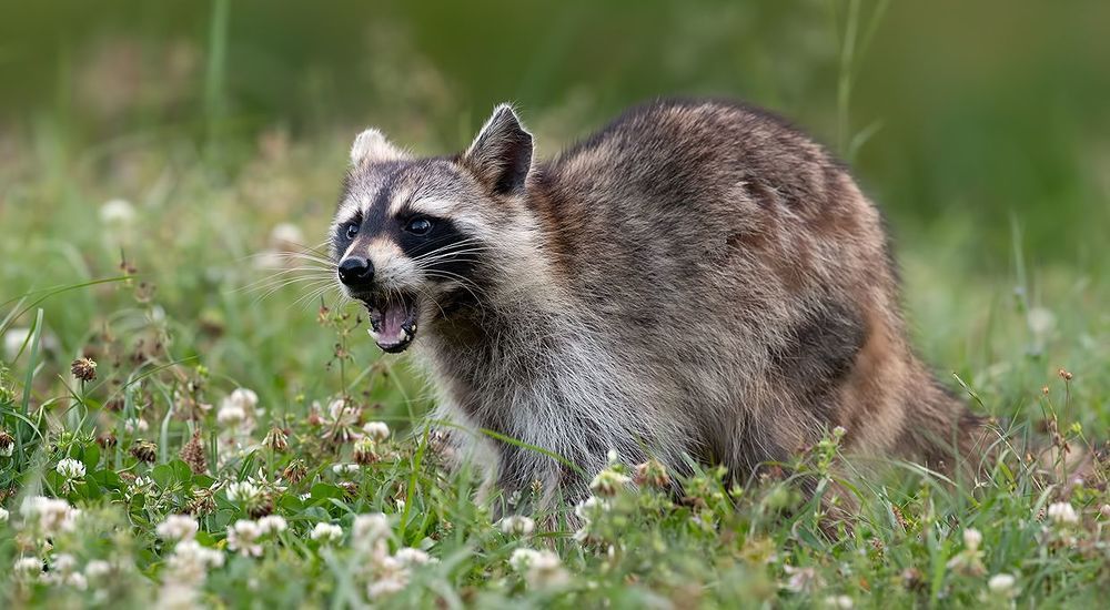 Енот-полоскун  - Raccoon