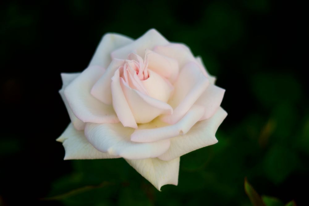 Rose of june