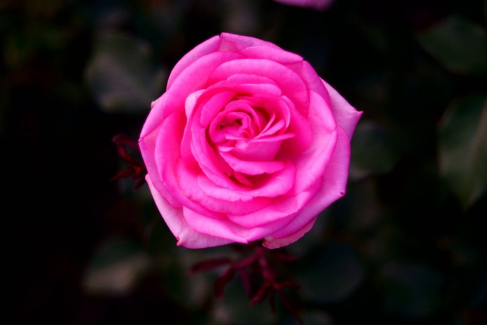 Rose of june