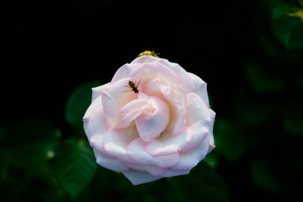 Rose of june