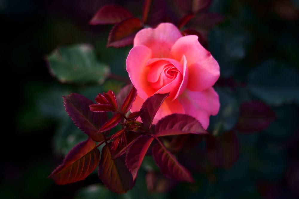 Rose of june