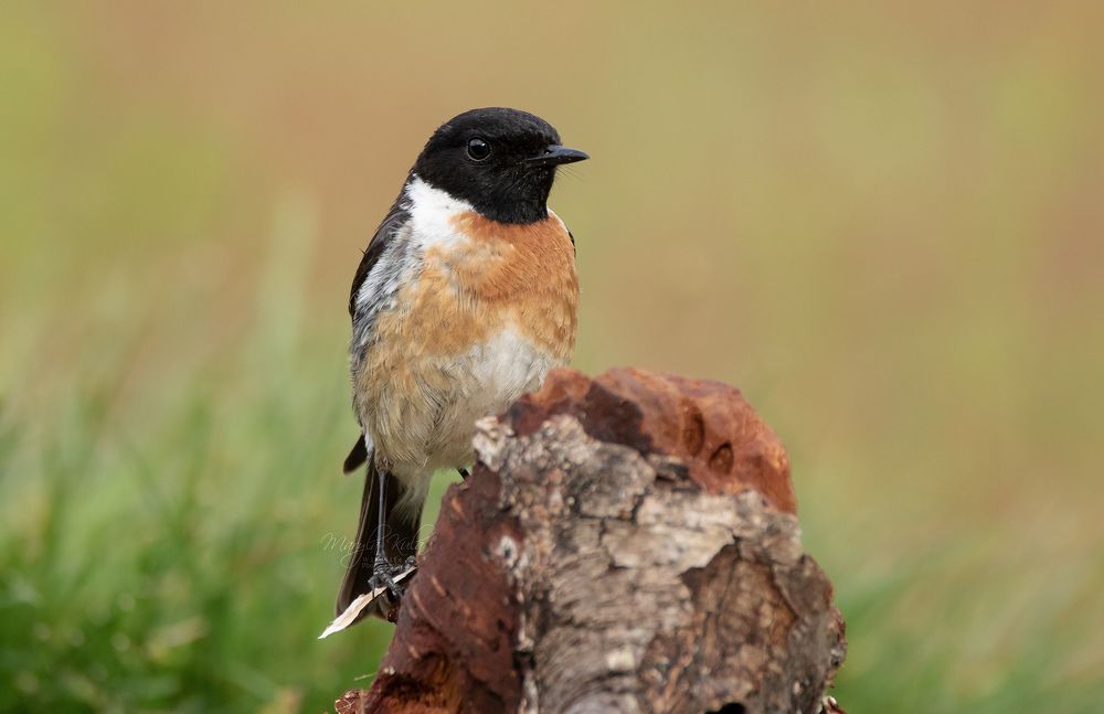 Stonechat