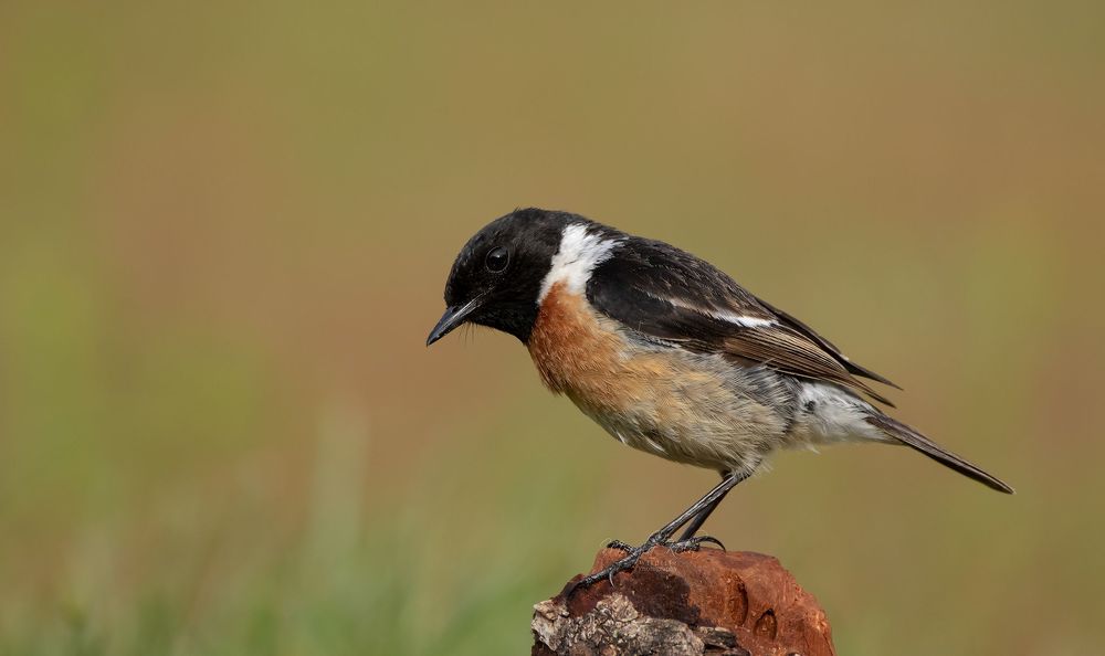 Stonechat