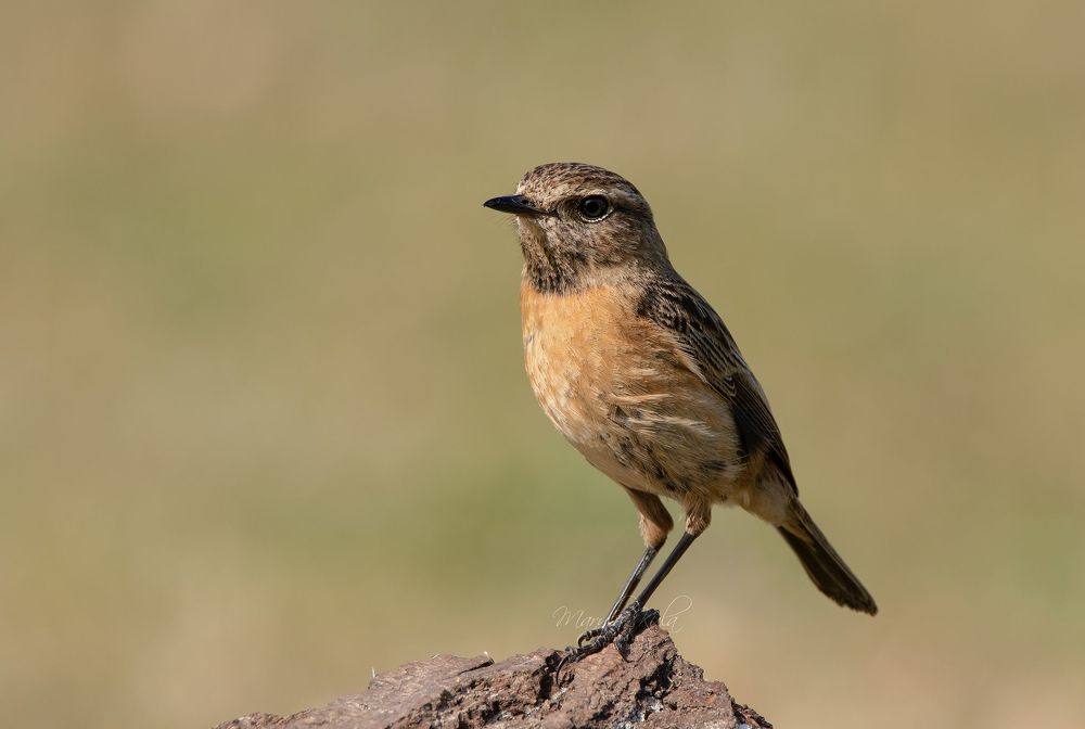 Stonechat