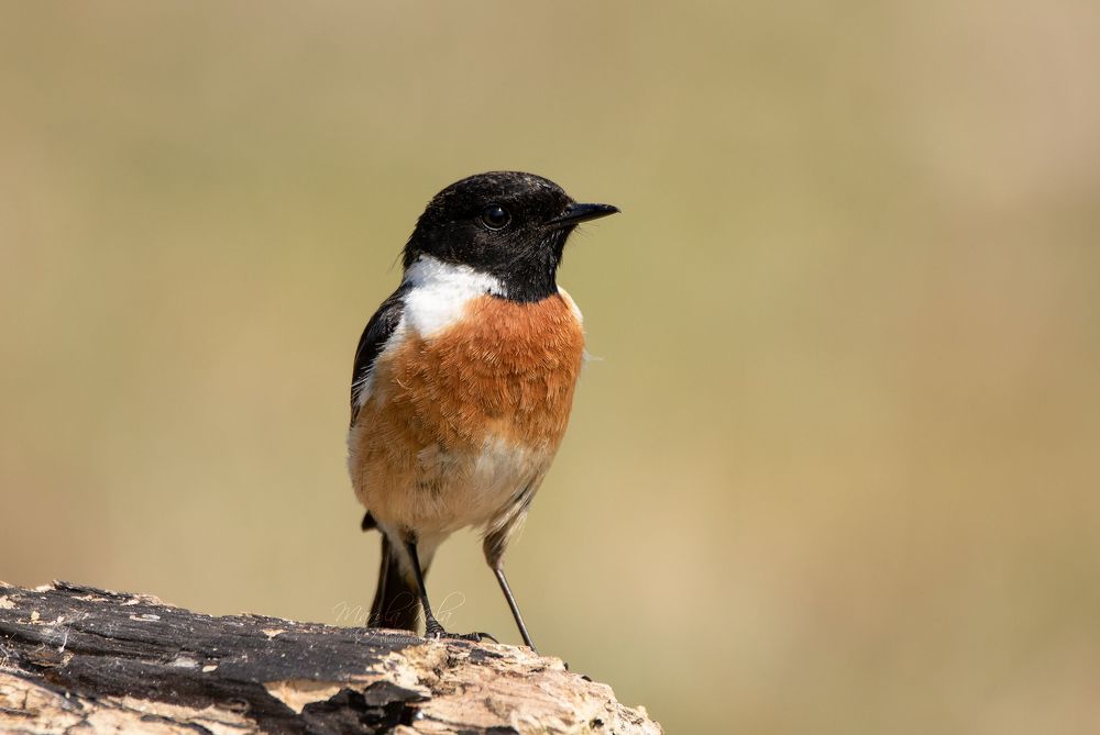 Stonechat
