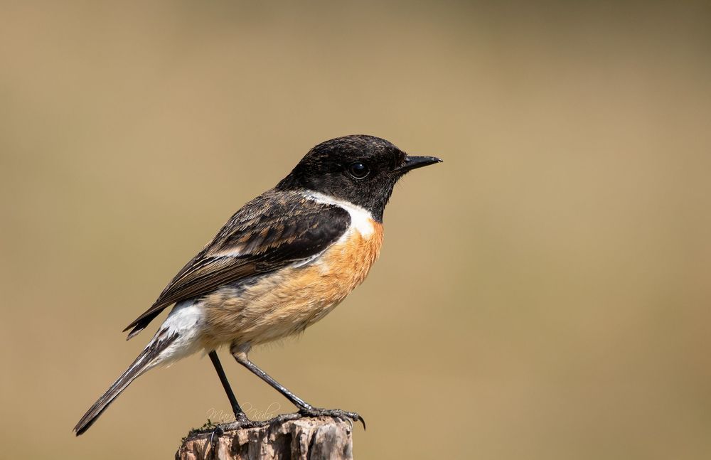 Stonechat
