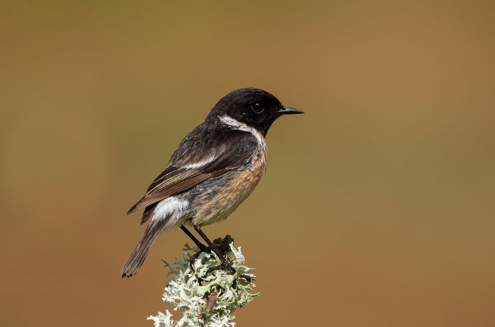 Stonechat